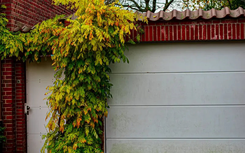 Brick garage facade with vibrant autumn ivy and fallen leaves covering the driveway.