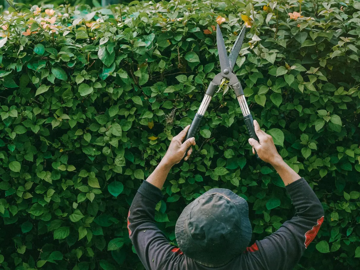 A gardener trimming lush green hedges outdoors in a tropical garden in Jakarta, Indonesia.
