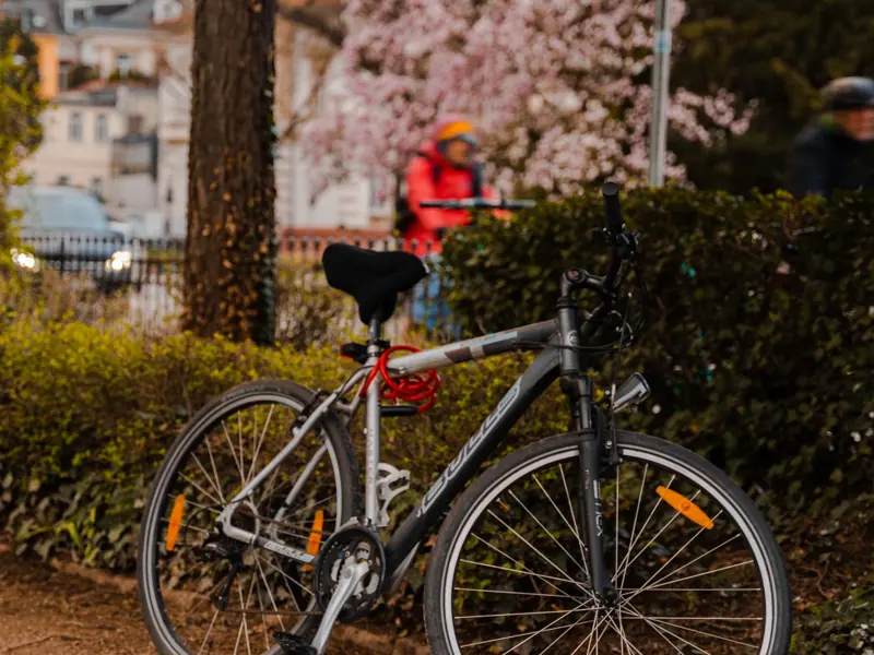 A bicycle resting in a picturesque Heidelberg park with spring blossoms and lush greenery.