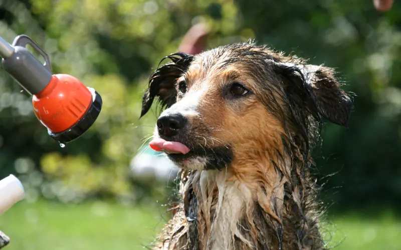 A cute wet dog enjoying a bath with a garden hose outside on a sunny day.
