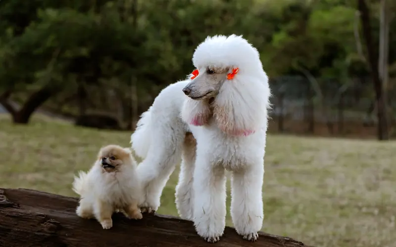 A stylish white poodle with orange bows and a fluffy Pomeranian enjoy a day outdoors on a tree trunk.
