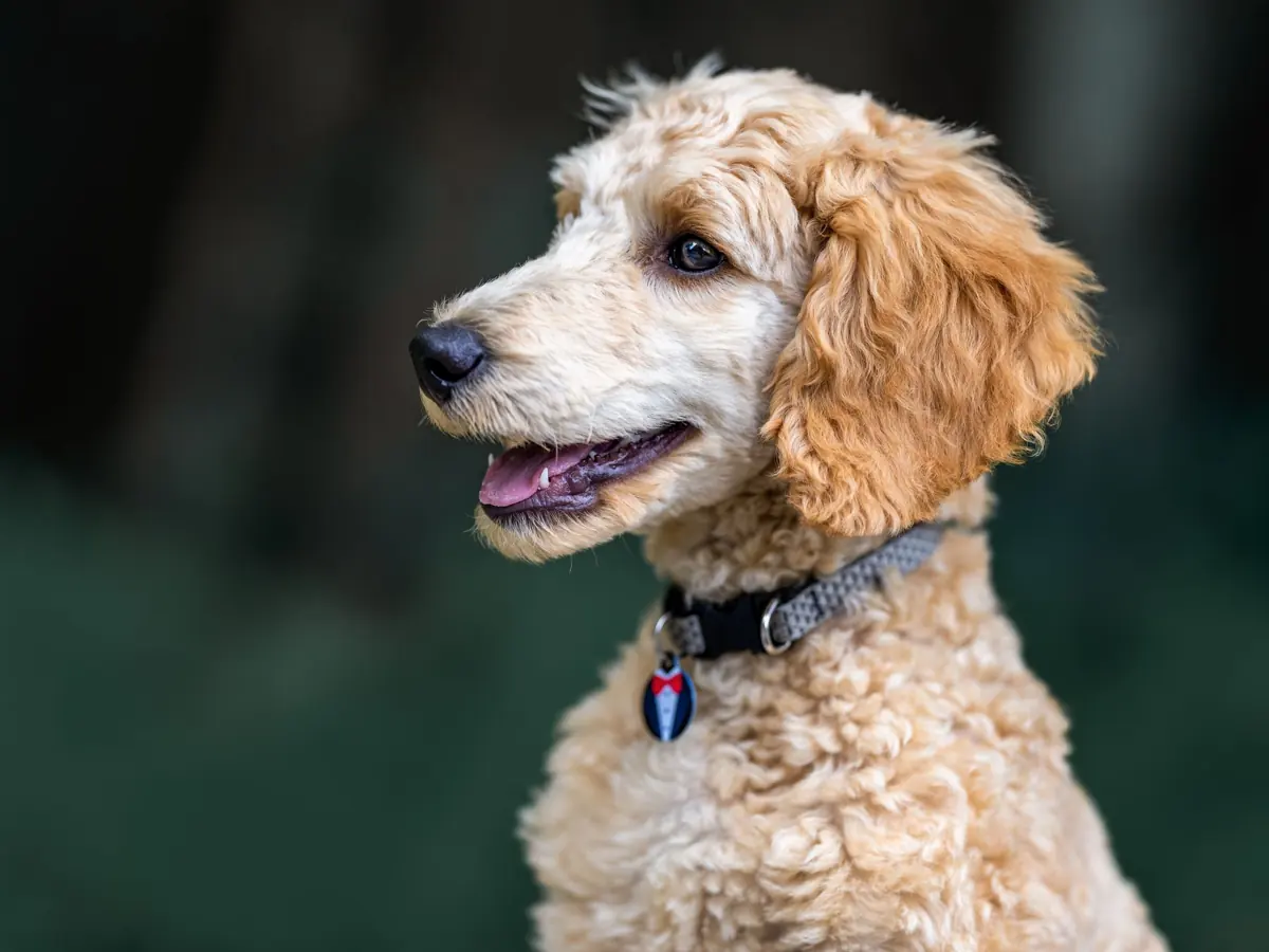Close-up of a curly coated dog wearing a collar in a natural setting.