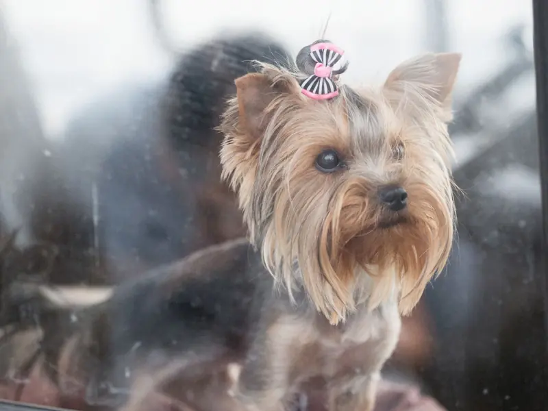 Adorable Yorkshire Terrier puppy with a hair clip gazing out a window with curiosity.