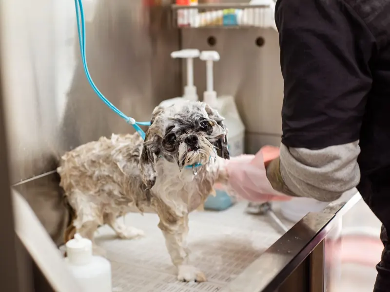 A wet Shih Tzu dog getting washed at a pet grooming station indoors with pink gloves.