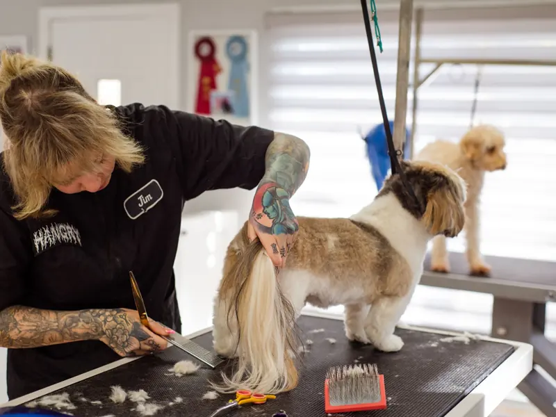 Tattooed groomer trims a Shih Tzu's fur in a vibrant pet salon.