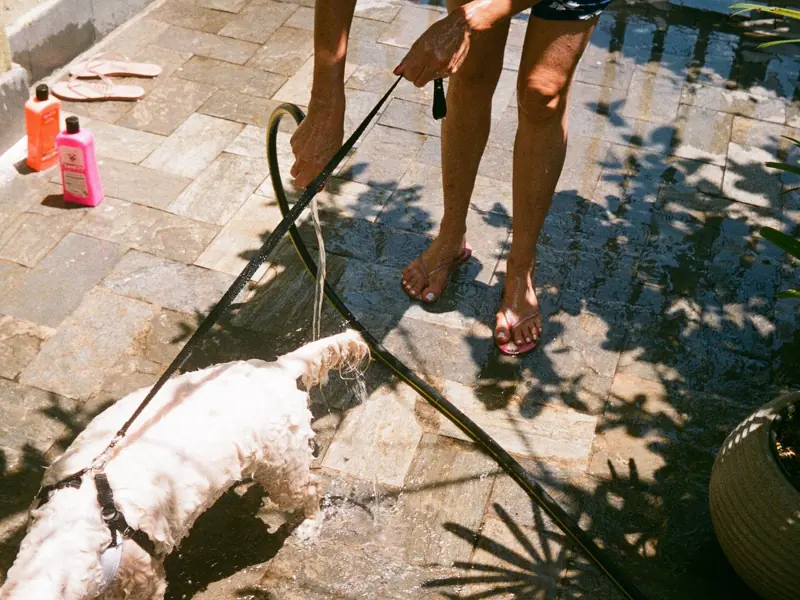 A pet owner bathing their dog outside using a water hose on a sunny day.