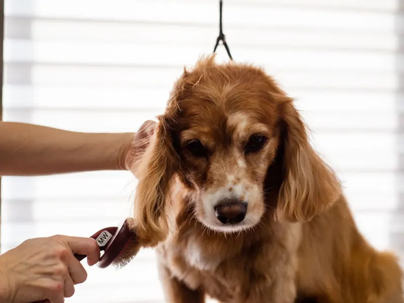 A Cocker Spaniel dog being groomed indoors by a professional groomer.
