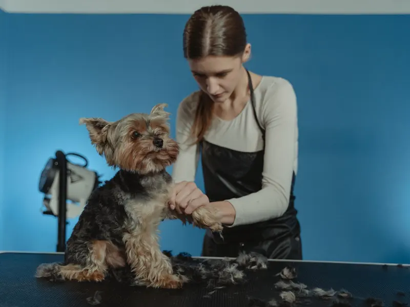 Professional groomer working on a Yorkshire Terrier's fur in a bright studio setting.