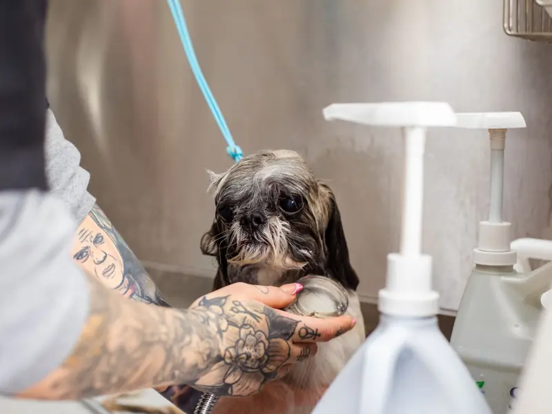 A Shih Tzu getting a bath by a tattooed groomer in a professional setting. Pet care in action.
