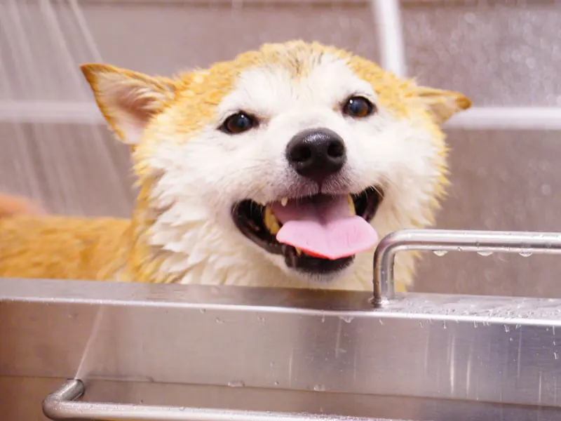 Close-up of a joyful Shiba Inu dog taking a bath with its tongue out. Perfect pet care moment.