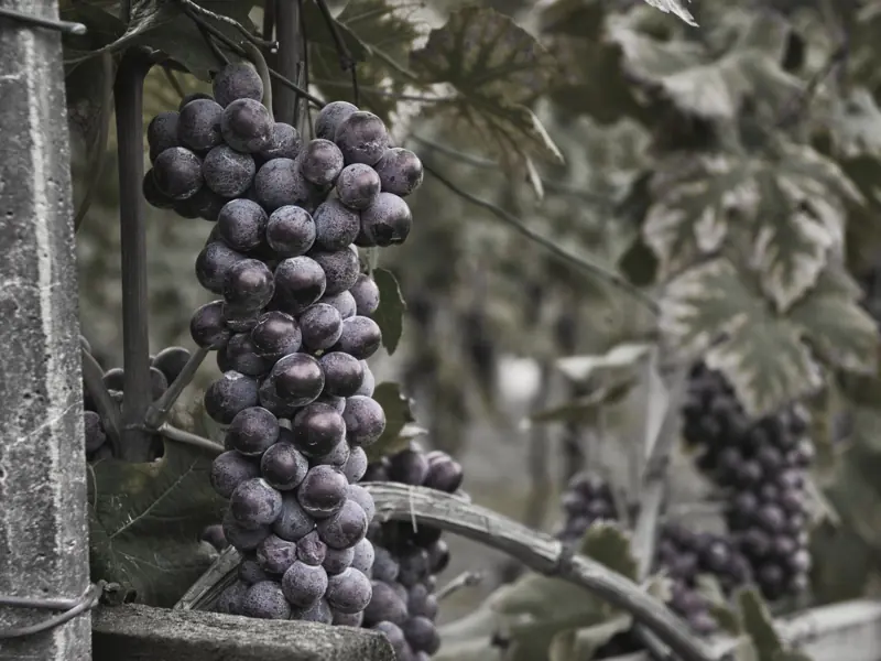 Bunch of ripe grapes hanging on a vine in a vineyard. Perfect for wine production.