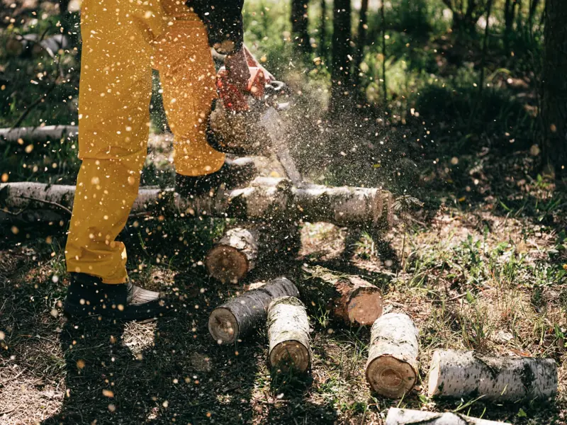 Lumberjack using a chainsaw to cut logs, creating sawdust in a forest setting. Action-packed forestry scene.