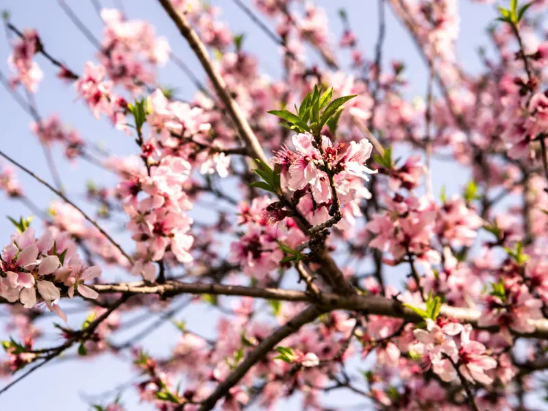 Close-up of a cherry blossom tree in full bloom during spring, showcasing vibrant pink flowers.