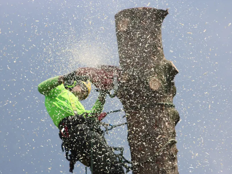 Arborist climbs tree to cut a trunk with a chainsaw, showcasing safety gear and sawdust.
